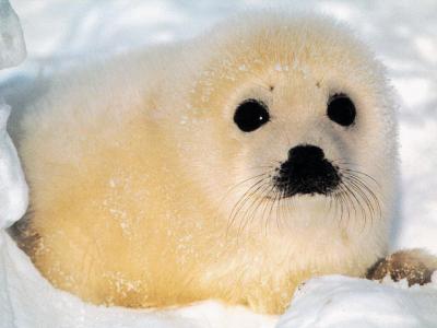 baby seal double